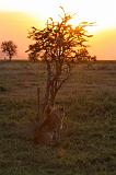 TANZANIA - Serengeti National Park - Leoni al tramonto - 3